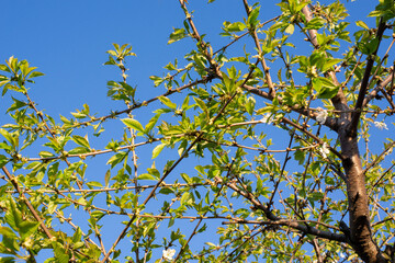 leaves against blue sky