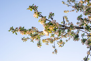 flowering tree in the garden