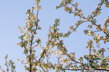 flowering tree in the garden