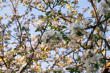 flowering tree in the garden