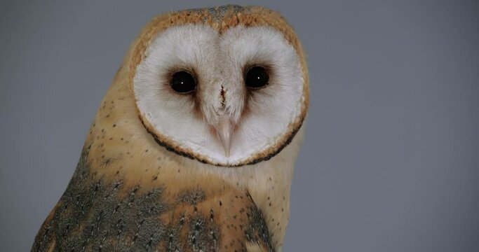 Beautiful barn owl on grey background, closeup