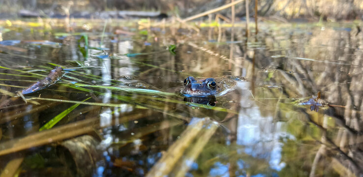 a frog looks out from under the water in a pond