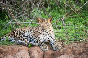 Fototapeta na wymiar A close encounter of a leopard at Yala National Park, Sri Lanka