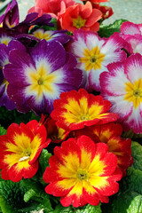 Red Yellow Purple Primrose Spring Flower Primula Vulgaris