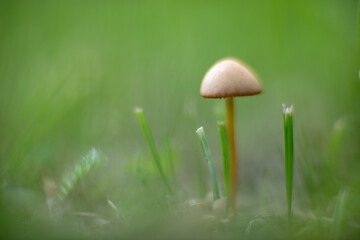 A little grebe grows among the green grasses. The background is heavily blurred. There is space for text.