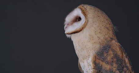 Beautiful barn owl on dark grey background, closeup