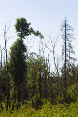 Pareidolia Pinocchio. The tree in the forest is shaped like a man with a long nose.