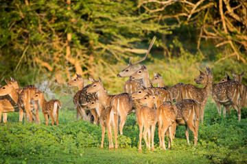 A group of deers at Yala National Park, Sri Lanka - obrazy, fototapety, plakaty