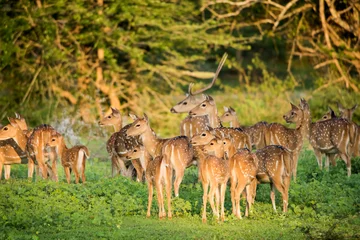 Foto op Aluminium A group of deers at Yala National Park, Sri Lanka © 121244
