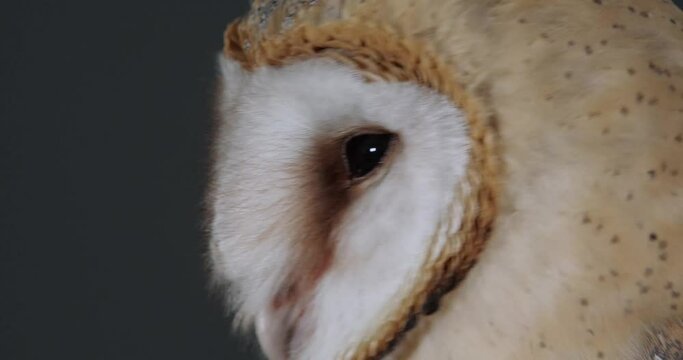 Beautiful barn owl on dark grey background, closeup