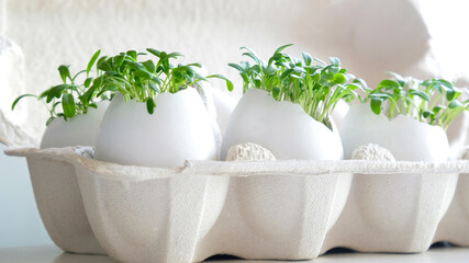 Fresh microgreens watercress grows in an white egg shell in paper egg box. Vegan and healthy eating concept. Creative eco concept. Zero waste. Close-up. Easter banner. - obrazy, fototapety, plakaty