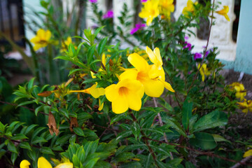 flor amarilla en jardín 