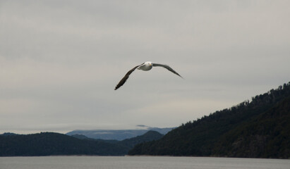 Fototapeta na wymiar seagull flying over the horizon