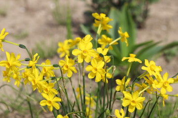 春の公園に咲くミニラッパスイセン