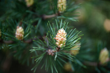 green little pine cone on a branch