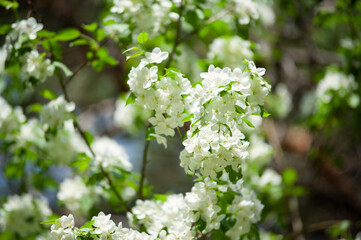spring flowers bird cherry, beautiful wallpaper