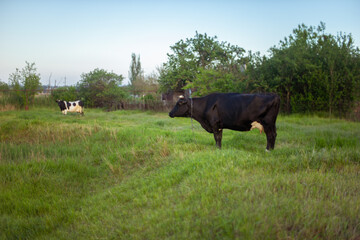 Two cows grazing on sping garden with fresh green grass.