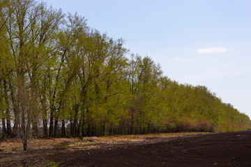 Obraz premium A forest strip of green trees stretching into the distance. Summer nature. Close-up. Place for an inscription.