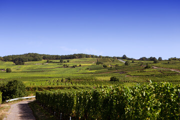 Fototapeta na wymiar Vineyards on the wine road, Alsace, France