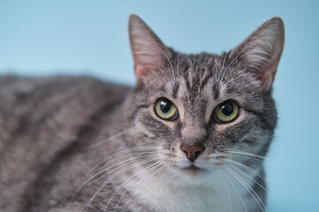 Large gray cat on a blue background, close-up