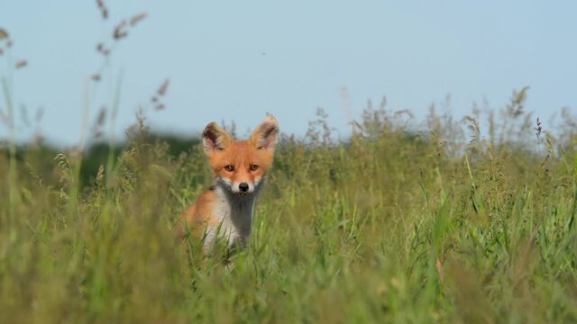 Red fox cub in the meadow