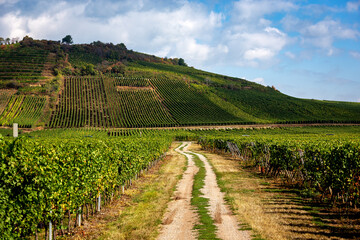 Fototapeta na wymiar Vineyards on the wine road, Alsace, France