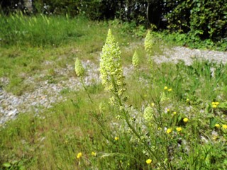 Fleurs de mon jardin