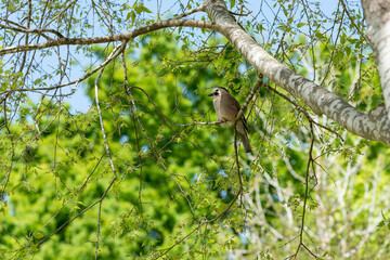 jay sits on a tree against a background of trees