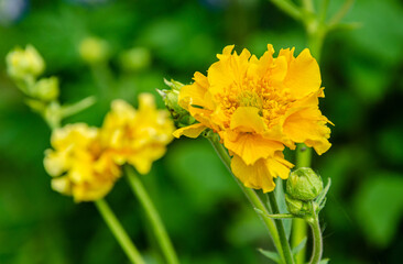 Macro shot of yellow Geum 'Lady Stratheden' flowers in a residential garden.