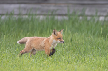 Naklejka na ściany i meble Red fox kit (Vulpes vulpes) walking in a grassy meadow deep in the forest in early spring in Canada