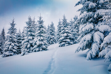 Fototapeta na wymiar Amazing winter scenery. Stunning winter view of mountain forest.Frosty morning scene of Carpathian mountains. Traveling concept background.