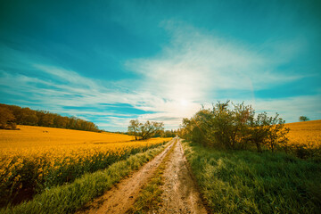 Panorama of agricultural rapeseed field with clouds. Canola is an oil crop for fuel production.