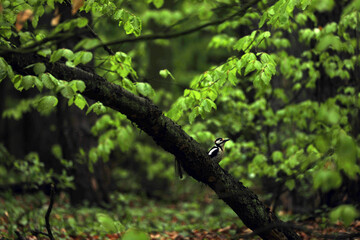Woodpecker sitting in a tree