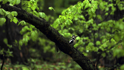 Woodpecker sitting in a tree