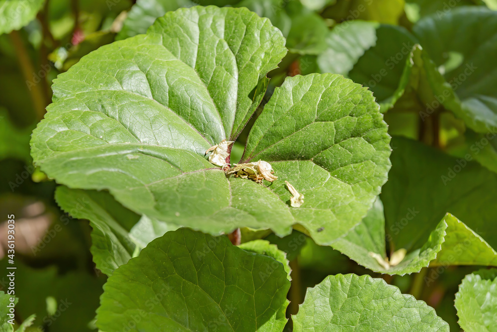 Wall mural burdock leaf. a genus of biennial plants of the asteraceae family. bright juicy leaf in the daytime