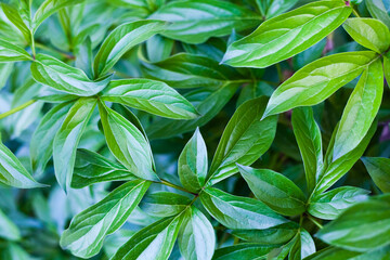 Beautiful green textured peony leaves, macro, background, postcard