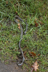 Dead snake on a dirt road