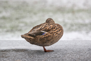 Mallard duck sleeping in the snow