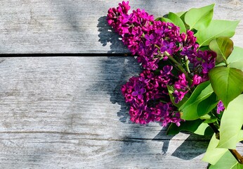 Branch of purple blooming lilacs on wooden background. Place for your text. Copy space.