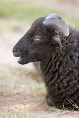 Close up of a black male ouessant sheep