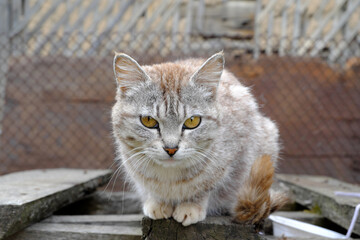 A fluffy gray country cat stares at the camera with large yellow-green eyes