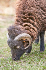 Portrait of young black male ouessant sheep