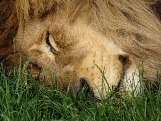 Afternoon lion's nap!