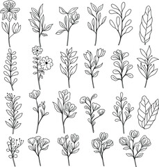 set botanical leaf doodle wildflower line art