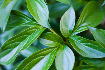 Beautiful green textured peony leaves, macro, background, postcard
