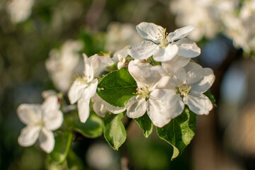 apple tree blossom