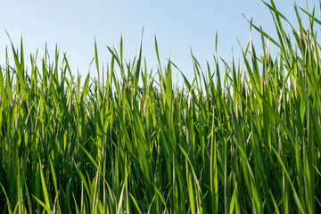 Obraz premium green grass on blue sky background