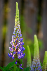 lupin blossoming in the garden in spring summer sun ray