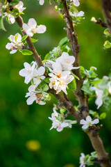 white green pink apple tree blooming branch in the spring garde