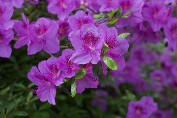 Soft pink rhododendron or azalea flowers and foliage in garden
